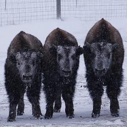 Three bison wait out a winter storm