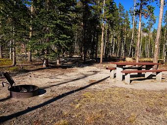 Campsite in tall pine trees.