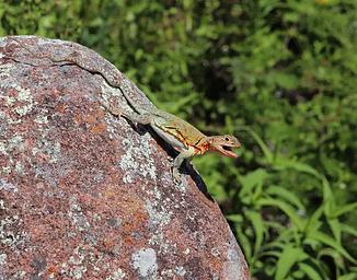A colorful lizard sits atop a boulder.