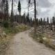 A photo of the road going out of Yosemite Creek Campground