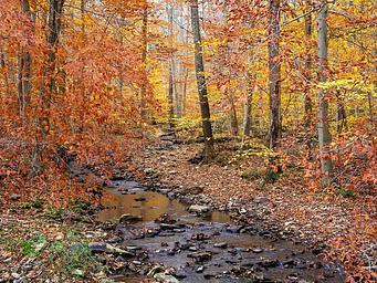 Small rocky creek lined with trees in orange and gold foliage.