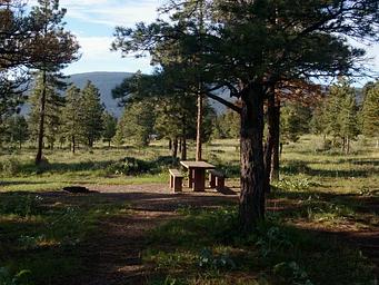 This campground is located in a semi-wooded area with grasses and bushes covering the forest floor.