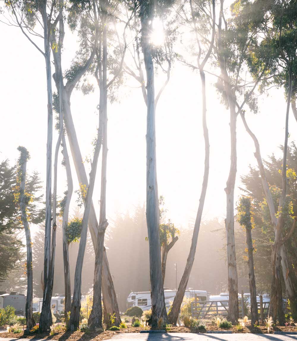 Costanoa