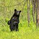 A Black Bear on hind legs inspects the environment