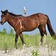 A bird hitches a ride on the back of a wild horse.