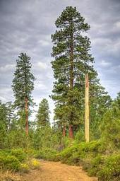 COLD SPRINGS CAMPGROUND (OR)