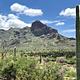 Cacti in front of a mountain.