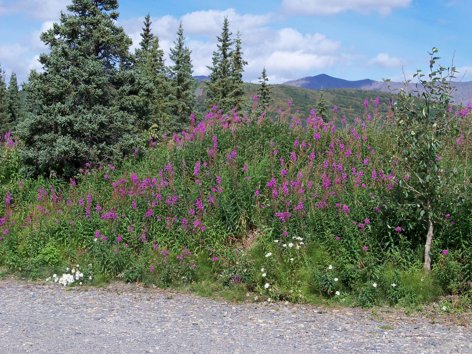 Cantwell RV park