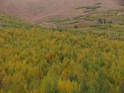 Caribou Creek Cabin