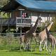 Shows Safari West’s stay-on-site accommodation (canvas tents with raised decks) with giraffes in the foreground — clear image of on‑property lodging and guest experience (page context: “Stay On Safari / Sleep Under Canvas”).