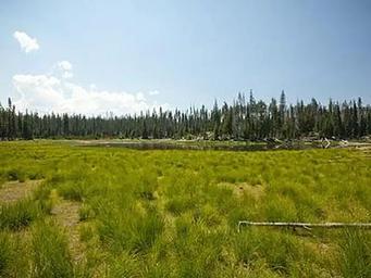 LITTLE FAWN GROUP CAMP
