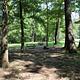 Camp sites marked by picnic tables sit under a shaded forest.