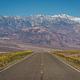 paved road lined with yellow flowers, snow-covered mountains in background