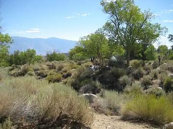 Lone Pine