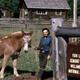 A man stands with a mule on a lead at Fish Lake Remount Depot