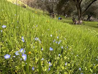Willow Placer Campground—Baby Blue Eyes