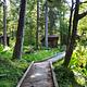 Virginia Lake Cabin walkway to outhouse and woodshed