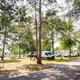 RVs and camper vans are parked among tall trees at a campground on a sunny day, with picnic tables and a paved path visible.