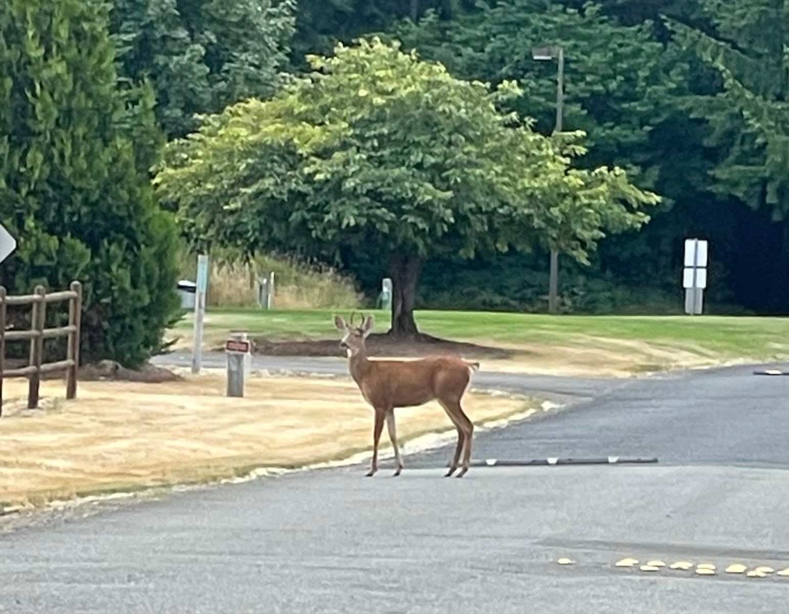Cowlitz Falls Campground