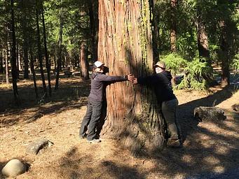 Large tree with two people for reference