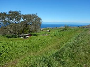 Picnic table and food storage box surrounded by low bushes and grass overlooking ocean.   