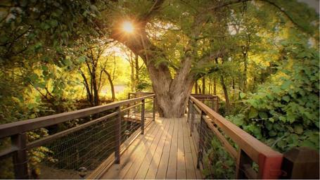 Treehouse Resort at River Road