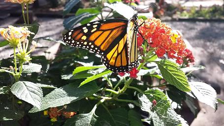 Monarch Butterfly