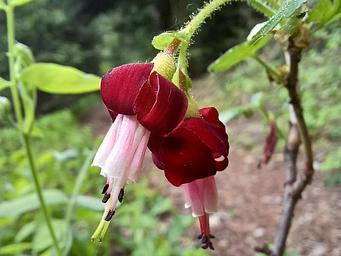 flower at Hemlock Lake 