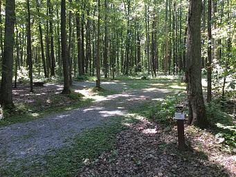 Sun and shadow on a Tracy Ridge campsite