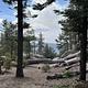 Landscape in Sunset Campground showing a wash with down trees and an open area near trees