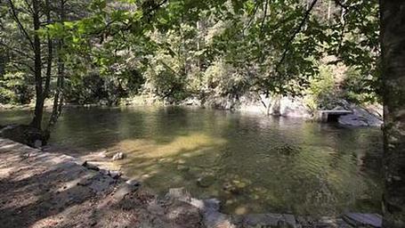 Davidson River