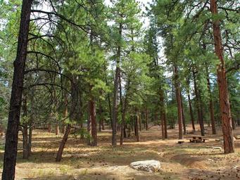 Mather Campground