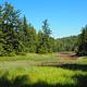 View from Steamer Bay Cabin with tall trees and grasses
