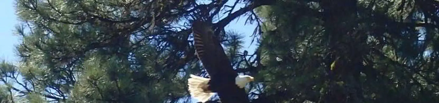 Cottonwood Campground - Naches River (WA)