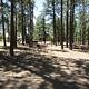 Picnic tables among pine trees