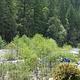 Whitewater Rafting, North Fork Yuba River