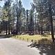 An image of pine trees near a paved road with clear blue skies.
