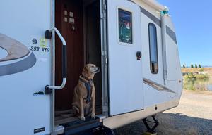 Pet Friendly - Welcome to the Pine and Dandy