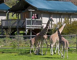 Safari West