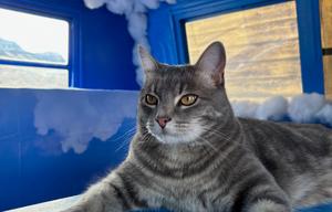 2025 Fluffy The Cloud Burning Man Trailer Rental