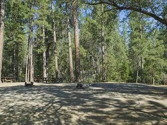 Picnic tables and fire rings at campsites in a forest grove