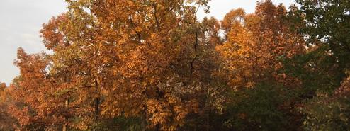 Autumn foliage and mature trees on the property — good seasonal scenery shot highlighting the wooded setting.