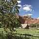 An apricot tree with red cliffs and Pendleton barn in the background