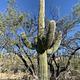 large saguaro against a bright blue sky