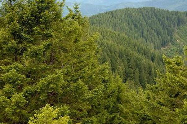 C1, Loop: AREA BALD KNOB LOOKOUT
