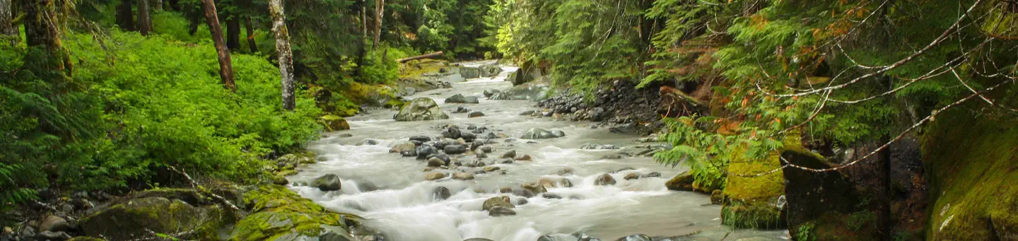 Ohanapecosh Group Campground