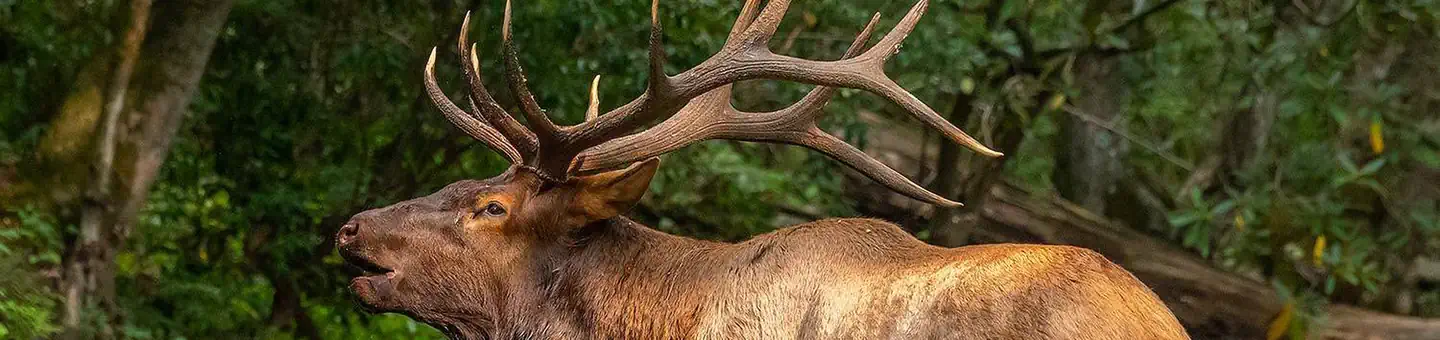 Cataloochee Campground