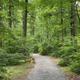 Gravel trail through dense woods with deer visible — represents campground trails and natural scenery; originates from the park photos gallery.