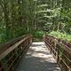 Alsea Falls Bridge is centered in the photo surrounded by green trees in the background. 