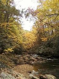 Laurel Fork at Dennis Cove Campground